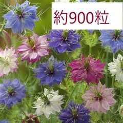 【花の種】ニゲラ　ミスジーキルミックス　5ｍｌ　約９００粒　くろたねそう