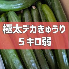 超特価！極太デカきゅうり！5キロ弱！野菜ソムリエサミット銀賞受賞　農家直送　減農薬　有機肥料　きゅうり　訳あり　規格外　5kg 産地直送