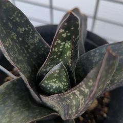 33 ガステリア 多肉植物 抜き苗 ¥500 33 ガステリア 多肉植物 抜き苗 ¥500