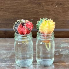 【水耕2種セット】⑥ ギムノカリキウム　ミハノビッチ　緋牡丹錦　現品発送 サボテン 水耕栽培 発根済み①