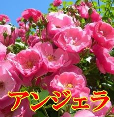 4516    アンジェラ★強健種　お勧め品★木立　四季咲き中輪ツル★接木