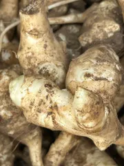 キクイモ  宅急便コンパクト　兵庫県 自然農法　自然栽培