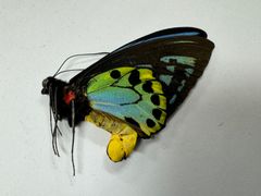 蝶の標本★希少!!極小個体★マライタ島産アオメガネ♂