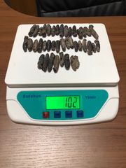工場直売　関西産　A級品 乾燥なまこ  100g40本(計量時102g40本)