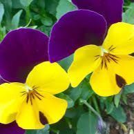 美品 サードマガジン リブ編み ショート カーディガン 9号 ピンク