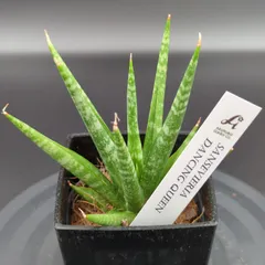 2025年最新】サンスベリア抜き苗の人気アイテム - メルカリ