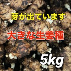 大きな生姜種‼️芽が出ています5キロ‼️
