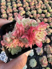 2025年最新】マルガン 多肉の人気アイテム - メルカリ