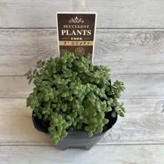 メルカリ便　【ソマリエンシス錦　カモフラ　バリエガータ】 メルカリ便 【ソマリエンシス錦 カモフラ バリエガータ】