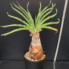 2025年最新】ブーファン ディスティチャの人気アイテム - メルカリ