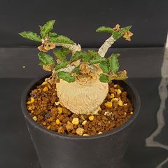 J657【自社養生株】ユーフォルビア　アンボボンベンシス（発根株・鉢植え）【塊根植物】