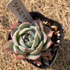 シルエット　抜き苗　多肉植物　モフ多肉　エケベリア
