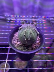 鉢ごと発送‼️ ユーフォルビア　子吹きオベサ　モンスト【極上特選大株・発根・Euphorbia obesa・美株】