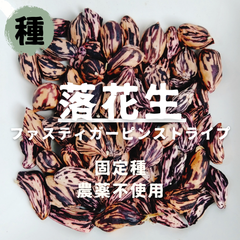 【種】落花生　ファスティガーピンストライプ　農薬不使用　7粒