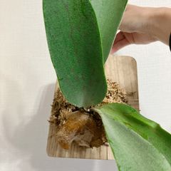 板付けビカクシダ　ベイチー(ビーチー)