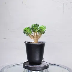 ギラウミニアナ実生 6株セット　全株分岐あり 2025年最新】ギラウミニアナ 実生の人気アイテム - メルカリ