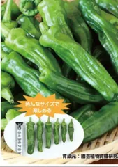 2024年最新】ぴーまん 夏 野菜の人気アイテム - メルカリ 