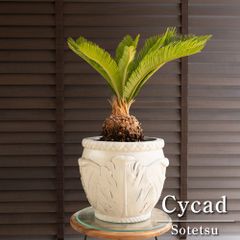 発根済】24cm 金鯱 サボテン 8号 多肉植物 ドライガーデン 金シャチ