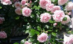 品種不明薔薇挿し木苗22 - メルカリ