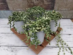 ①オーズプランツさん苗４点セット札付きポットごとメルカリ便バラ売り不可 ②オーズプランツさん苗4点セット札付きポットごとメルカリ便