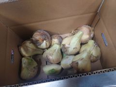 《訳あり / 残りわずか！》納豆菌栽培 淡路島産新玉ねぎ 3kg【兵庫県淡路島産】