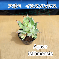 【子株付き】【抜き苗発送】　アガベ イシスメンシス　　Agave isthmensis　2025.4.11Ai1