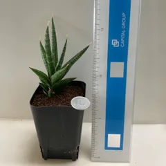 2025年最新】サンスベリアの人気アイテム - メルカリ