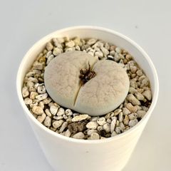 【多肉植物】リトープス・グローエンドライエンシス　Lithops pseudotruncatella ssp.groendrayensis