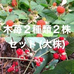 ⭐️木苺2種類2株⭐️冬苺1株&草苺1株⭐️1450円→1150円　美味しい日本ラズベリー