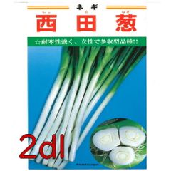 カネコ種苗　西田葱　２ｄｌ