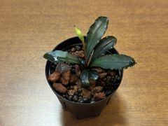 Bucephalandra sp. "お年玉" from Kapuas【AZ0811-XX】