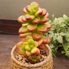 MA176	松の緑錦	【イータニク】多肉植物　韓国苗　第四種郵便発送