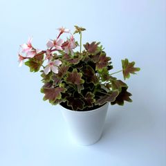 数量限定】モミジバゼラニウム（うすピンク）　カラーリーフゼラニウム　バンクーバーセンテニアル　天竺葵　モミジバ　ガーデニング　花壇　葉　紅葉