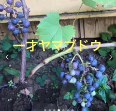 2025年最新】山ぶどう 苗の人気アイテム - メルカリ