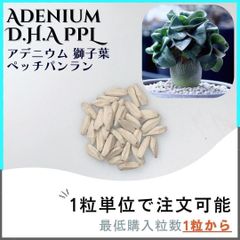【種子】アデニウム 獅子葉 PPL /セット割あり 数量1粒から購入OK