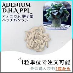 獅子葉/ドワーフ /アデニウム】Dorset Horn Adenium 鉢植え