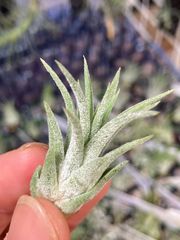 【ネコポス】チランジア イオナンタ コロンビアフォーム tillandsia ionantha 'Columbia form' キンクマ農園☆T0133