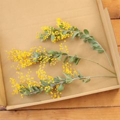 パールアカシア ミモザ 3本 ｜ ドライフラワー 国産