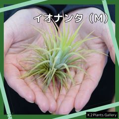 【イオナンタ】Mサイズ　エアプランツ　エアープランツ　チランジア