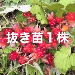 ラズベリー苗 40～50g 2～3苗 棘あり品種 - メルカリ