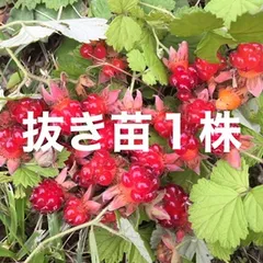 ⭐️⭐️苗代苺の苗1株(小)ルビー赤実木苺⭐️⭐️木苺苗　キイチゴ苗　木いちご苗　木イチゴ苗　木苺　キイチゴ　木いちご　木イチゴ　ワイルドベリー　日本のラズベリー