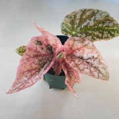 脇芽アリ】アロカシア ワトソニアナ ピンク斑入り Alocasia watsoniana