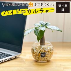 観葉植物 ハイドロカルチャー パキラ ベージュゼオライト 土を使わない ミニ 観葉 母の日 誕生日 初心者 小さい おしゃれ 開店祝 風水 卓上 玄関 インテリア リビング 送料無料
