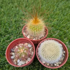 2025年最新】雪晃 サボテンの人気アイテム - メルカリ