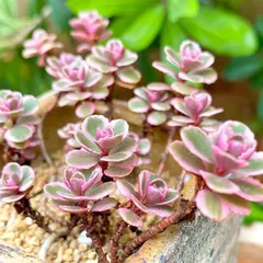2025年最新】韓国苗多肉植物の人気アイテム - メルカリ