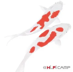恋 [Audio CD] Hi-Fi CAMP