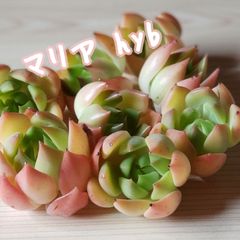 【多肉植物】新品種❤マリアhyb ❤