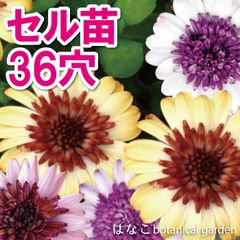 【2/中旬～発送予定】オステオスペルマム3Dミックス　36穴34本　プラグ苗