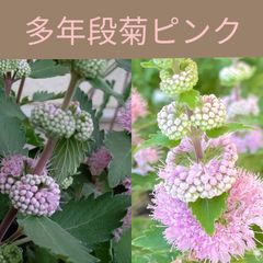 育て方付き❀面白い多年草*段菊ピンク*花の種