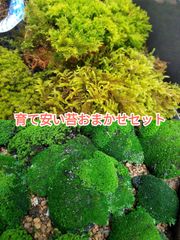 スナゴケ大容量・60×30cmサイズ・お庭・盆栽・植え木周り